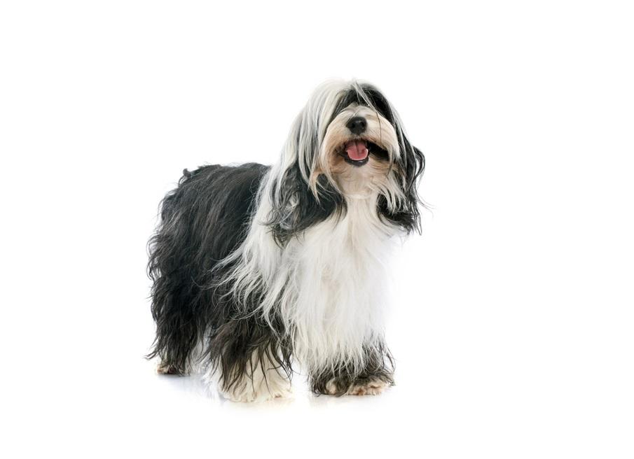 um cão da raça terrier tibetano.