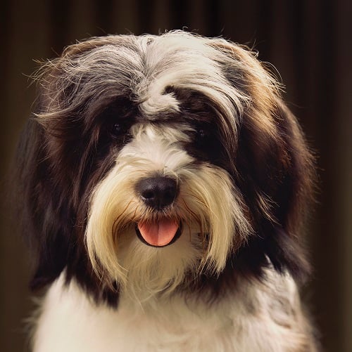 um cão da raça terrier tibetano.