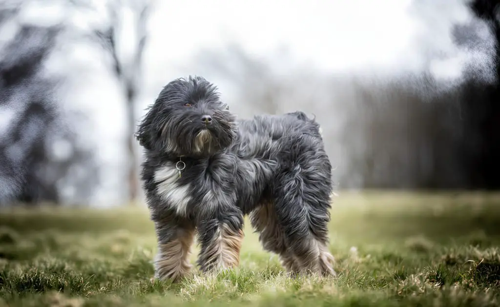 um cão da raça tibetano em um gramado.