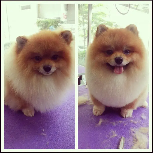 ca~es da raça lulu da pomerânia com tosa leão ou raposa.