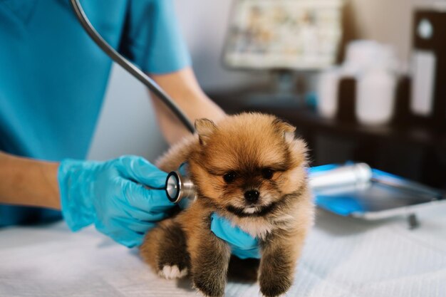 um cão filhote da raça lulu da pomerânia sendo examinado por um veterinário em um consultóriio.