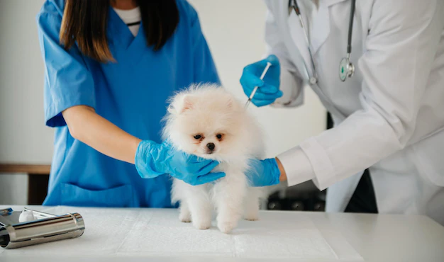 um cão da raça lulu da pomerânia em um consultório veterinário tomando vacina.