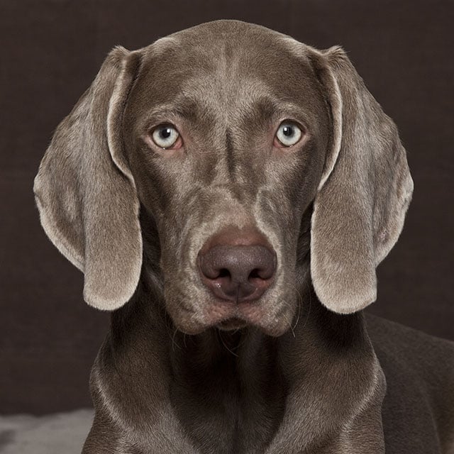 um cão da raça Weimaraner.