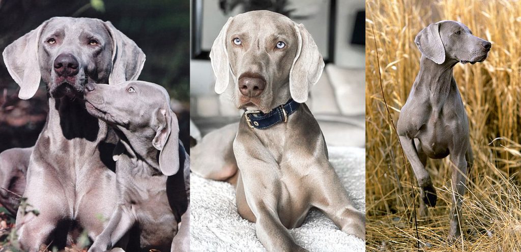cães da raça Weimaraner.