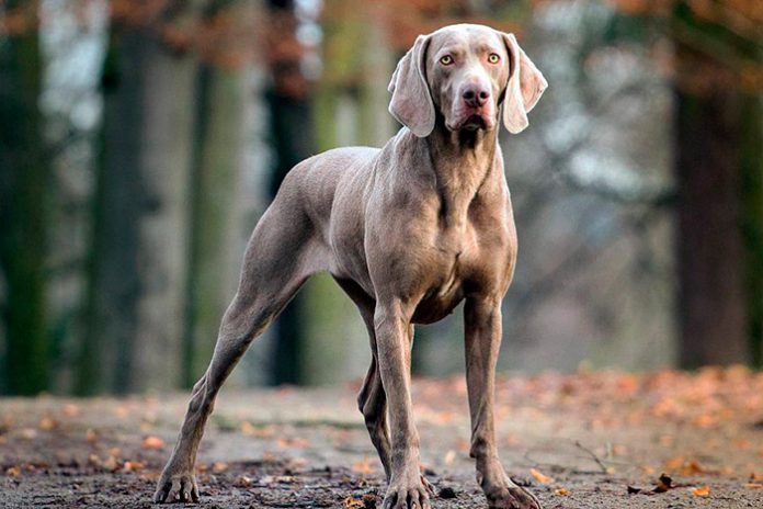 um cão da raça Weimaraner em um bosque.