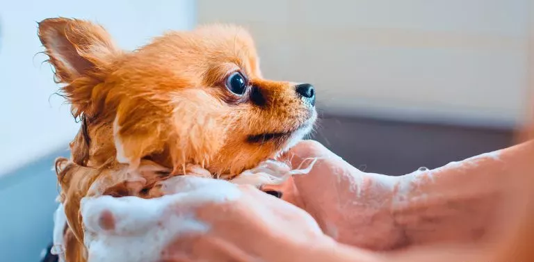 um cão da raça lulu da pomerânia tomando banho.