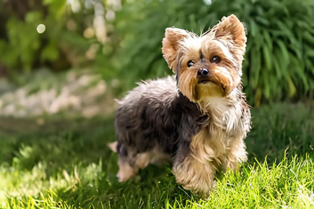 um cão da raça yorki terriers de pequeno porte em um gramado
