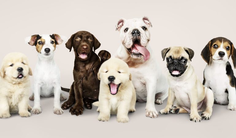 cães de várias raças diferentes juntos