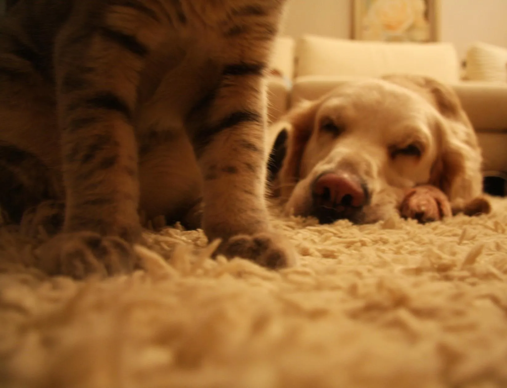 um cachorro deitado no chão com sinais de transtornos emocionais