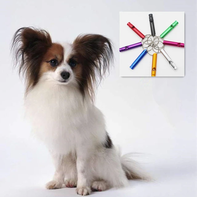 um cão com apito de adestramento