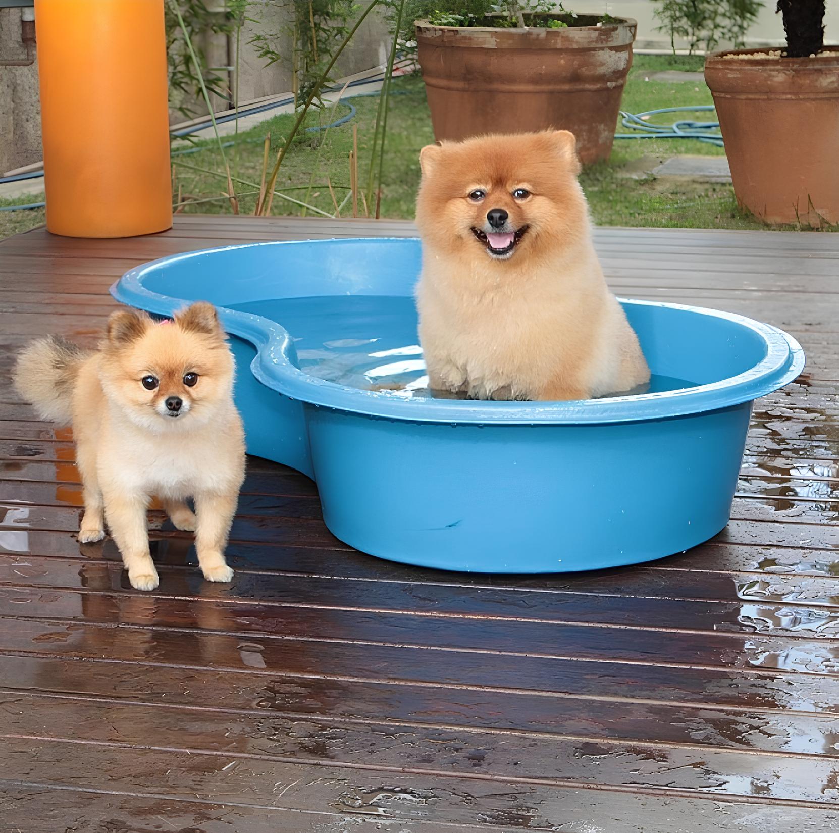 dois cães da raça lulu da pomerânia brincando em uma piscina.