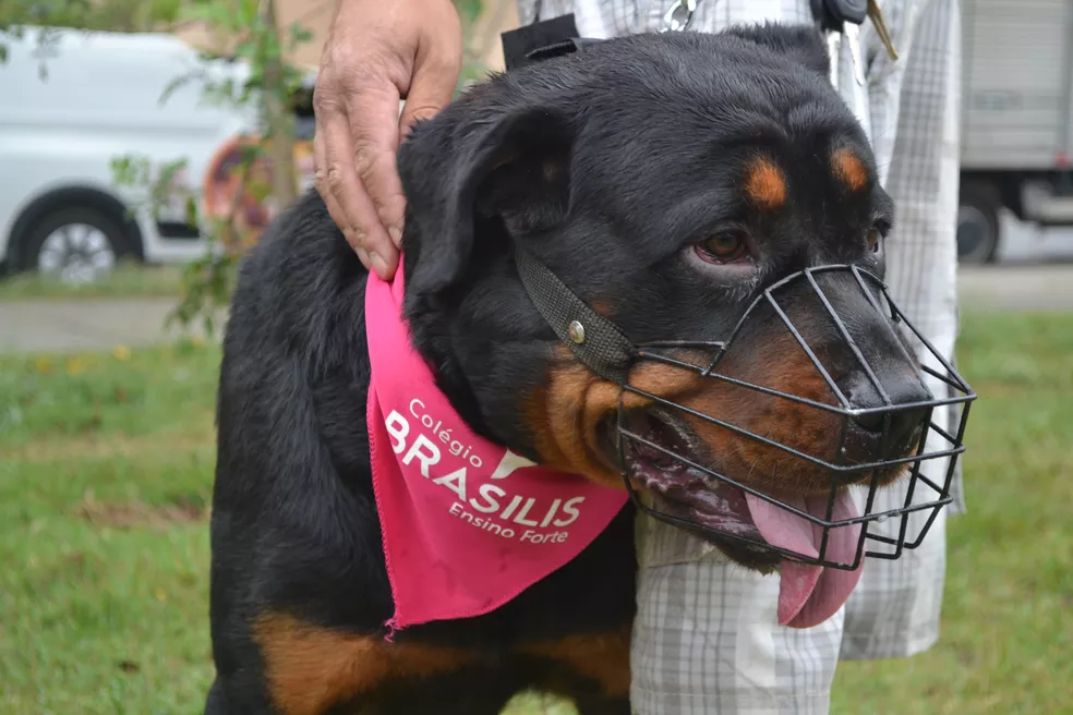 um cachorro rotweiller com uma focinheira.