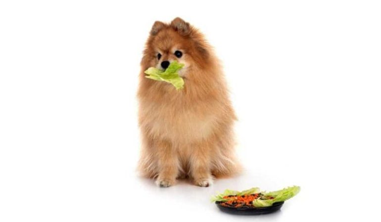 um lulu da pomerânia comendo repolho.