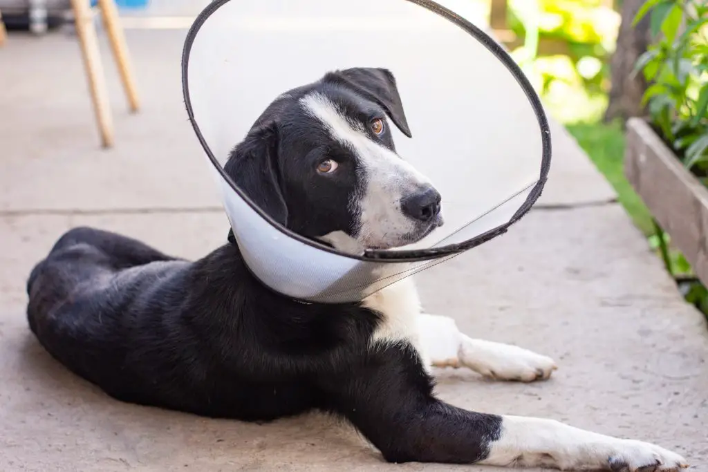 um cão deitado com um cone na cabeça