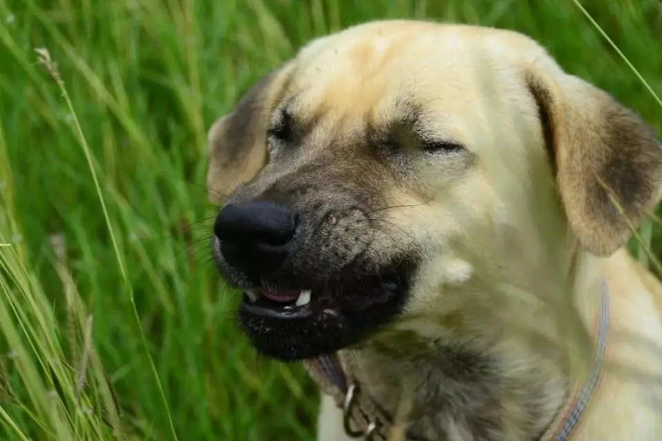 um cachorro tendo crises de espirros reverso