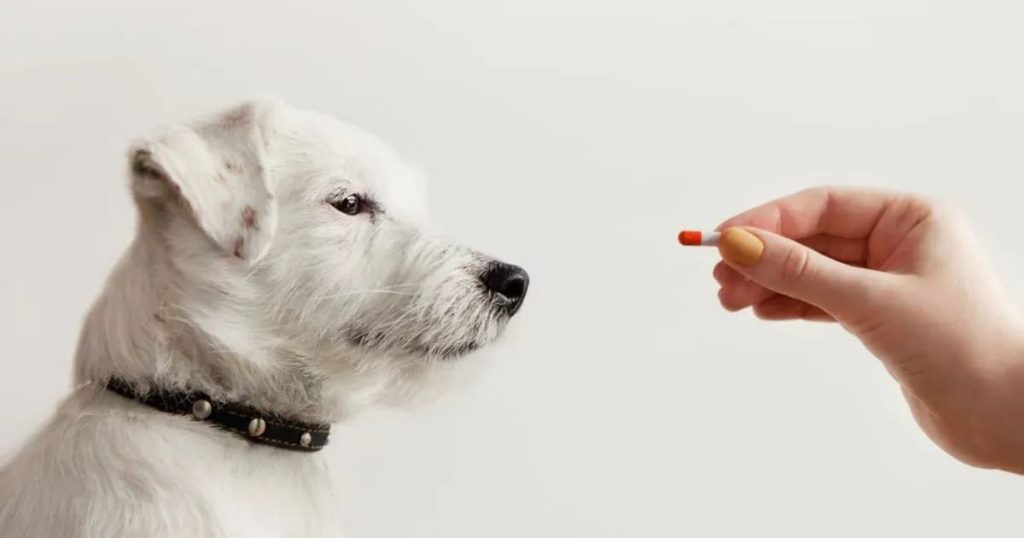 um cachorro sendo medicado com comprimido de paracetamol.