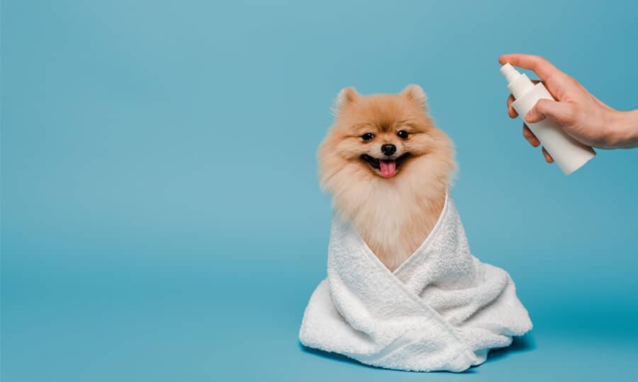 um lulu da pomerânia de banho tomado passando perfume pet.