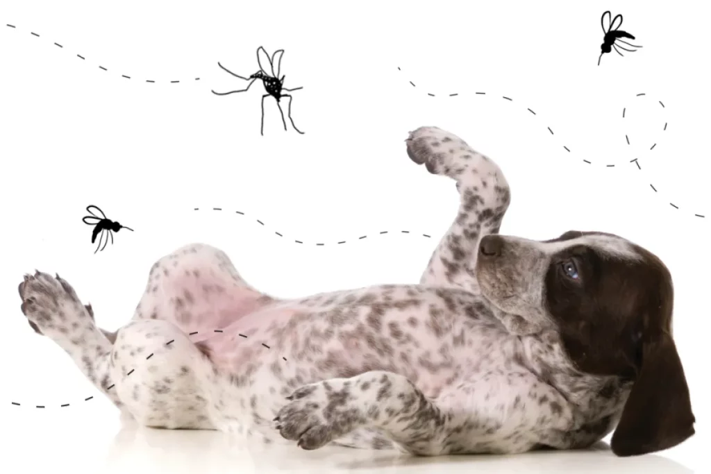 um cachorro deitado e em cima dele  mosquito