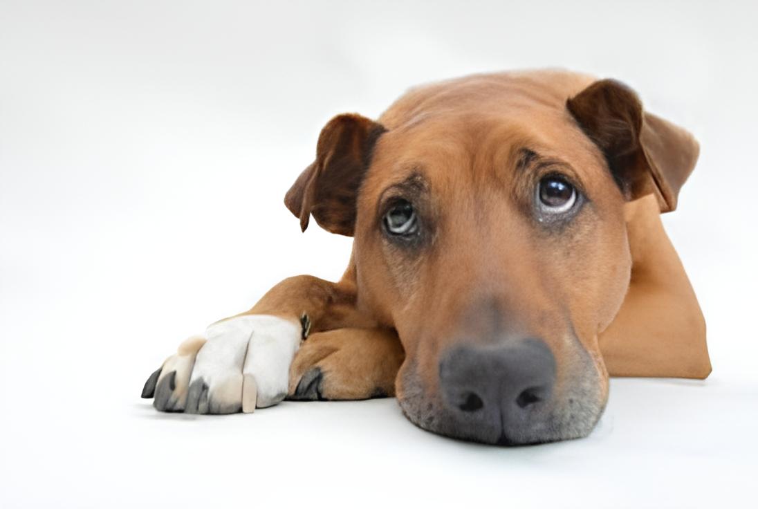um cão deitado descansando.