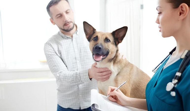um cachorro sendo avaliado em um consultório veterinário junto com o seu tutor.