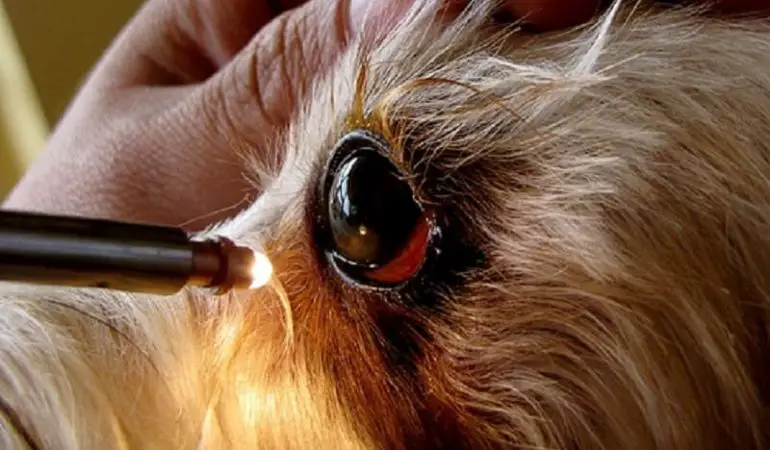 um cachorro com problemas de olhos vermelhos.