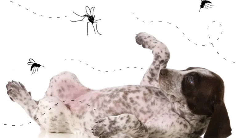 um cachorro deitado com mosquito em cima