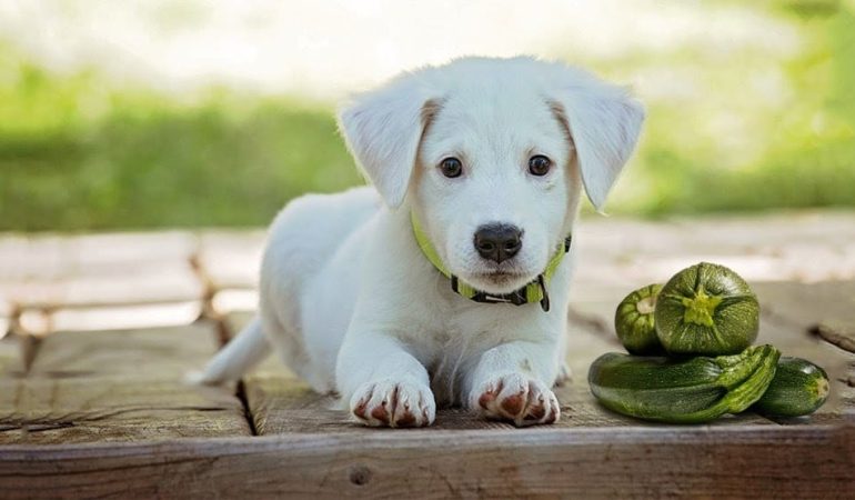 um cachorro deitado e ao seu lado abobrinhas no chão