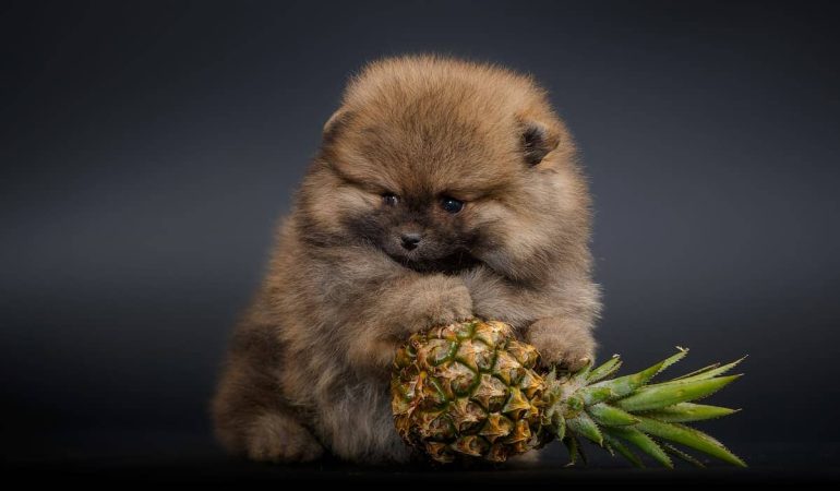 um lulu da pomerânia segurando um abacaxi