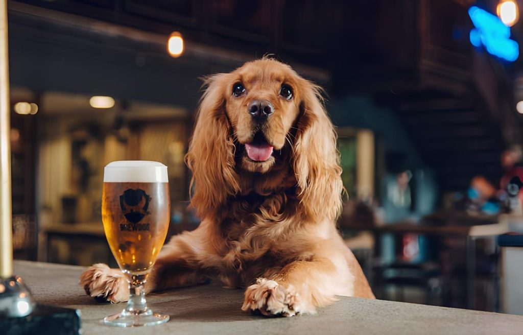 cachorro sentado em uma mesa de bar em sua frente um copo de cerveja.