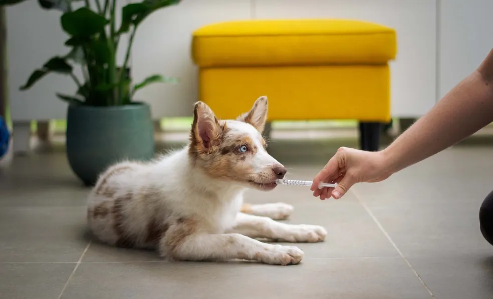 um cachorro tomando um antibiótico em uma seringa na boca.