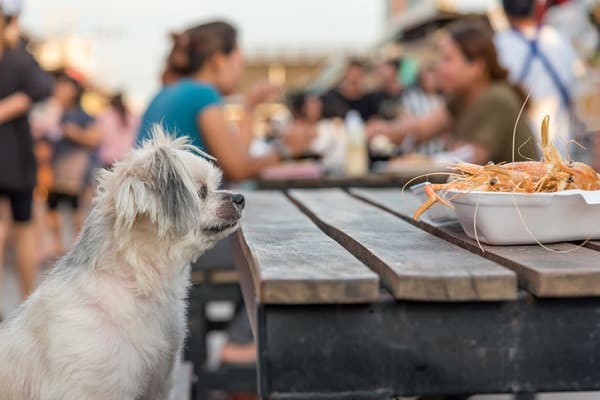 um cachorro sentado em um banco de madeira olhando para um prato com camarão dentro.