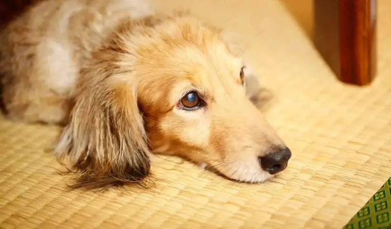 um cachorro que evacuou fezes com sangue.