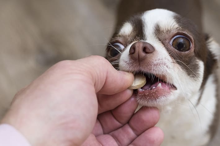 um cachorro sendo medicado com um comprimido de vonau.