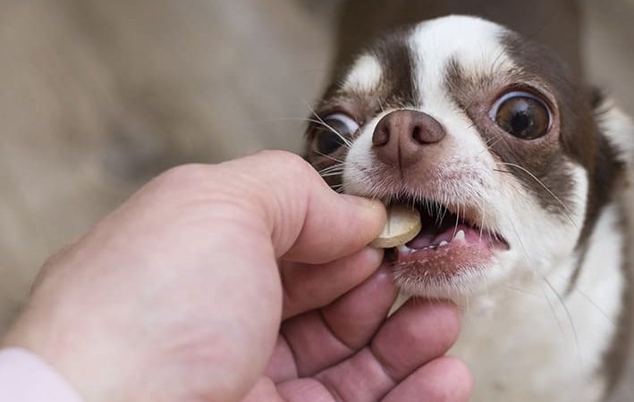 um cachorro sendo medicado com um comprimido de vonau.