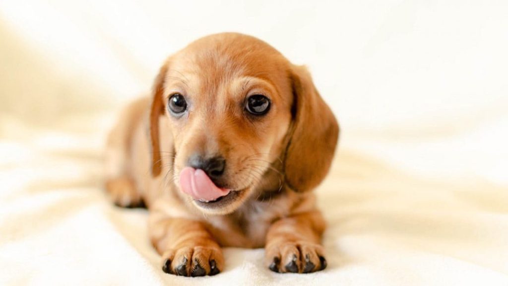 um cachorro filhote que lambe o chão.