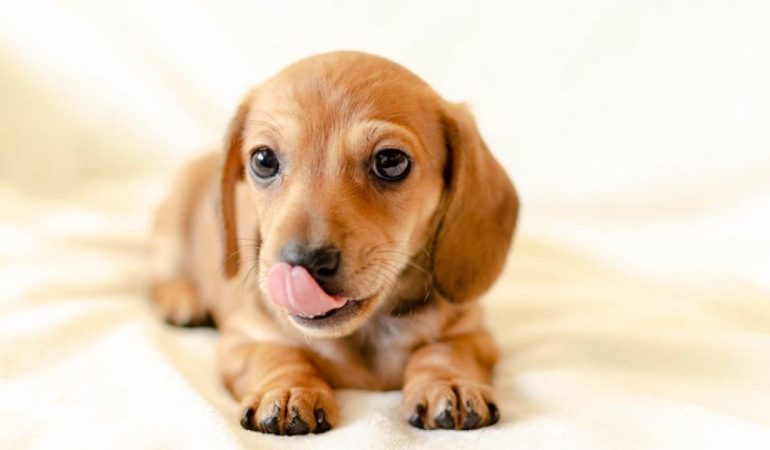 um cachorro deitado lambendo o chão.