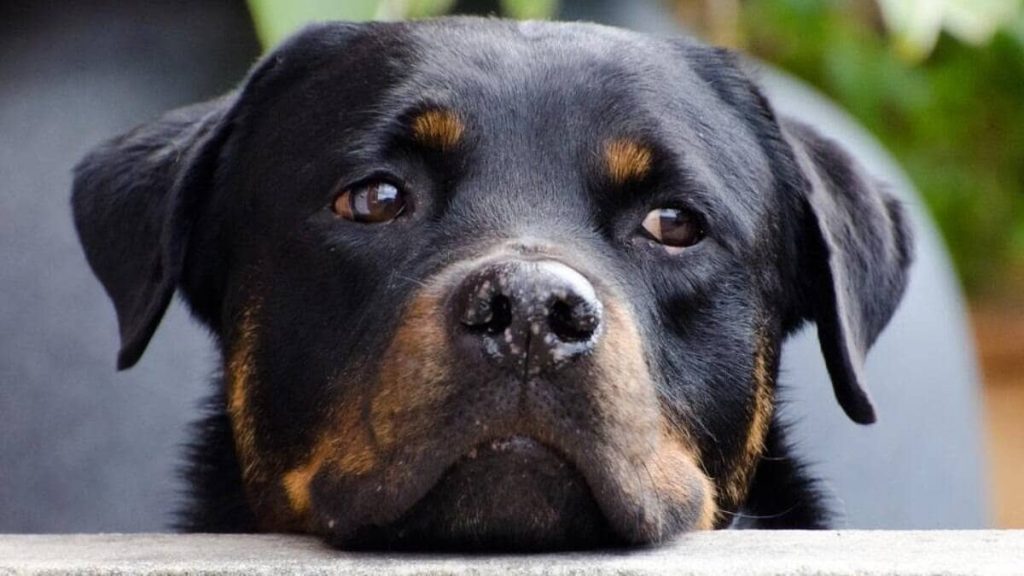 um cachorro da raça Rottweiler triste