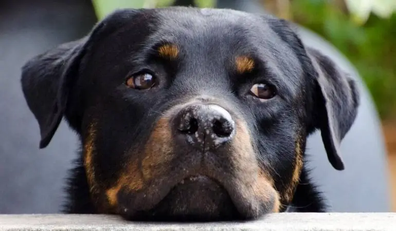 um cachorro da raça Rottweiler triste.