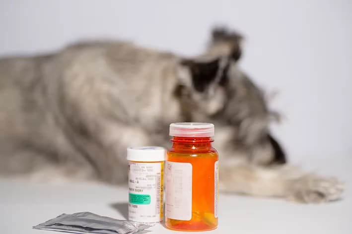 frascos de comprimidos de cefalexina para cachorro, ao fundo um cão deitado.