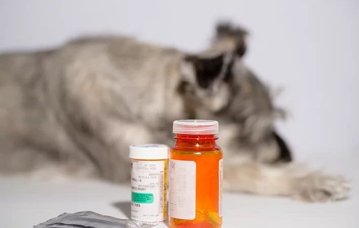 frascos de cefalexinas e ao fundo um cachorro deitado .