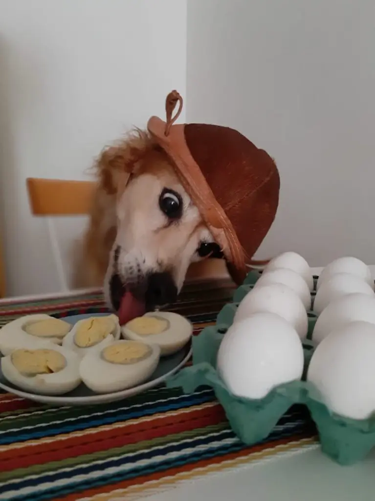 um cachorro comendo ovos