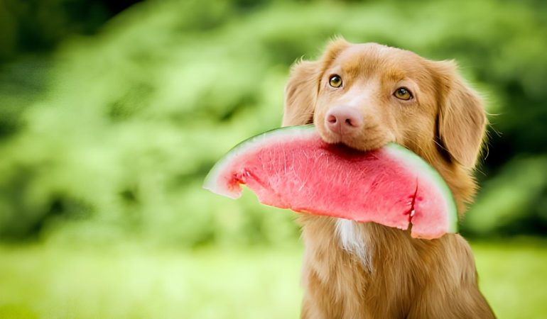 um cachorro com uma fatia de melancia.