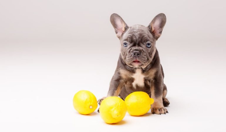 um cachorro sentado e a sua frente vários limões.