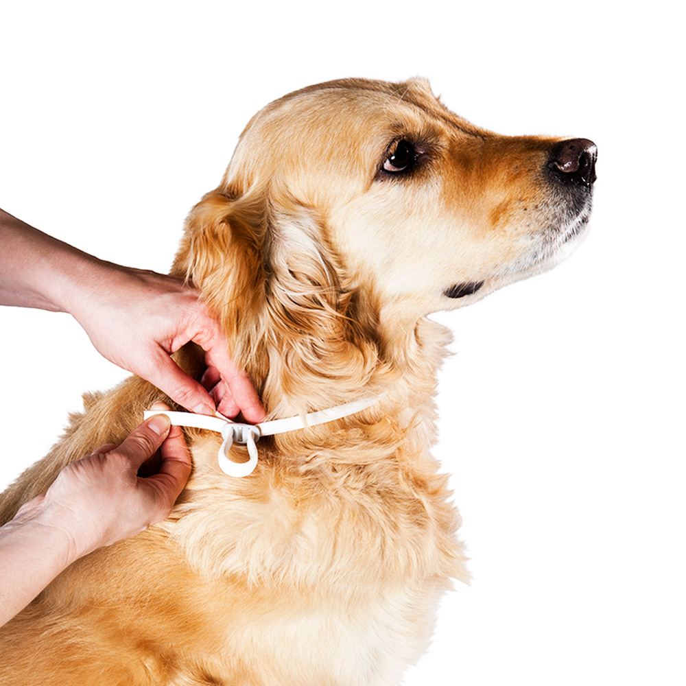 um cão com uma coleira anti pulgas