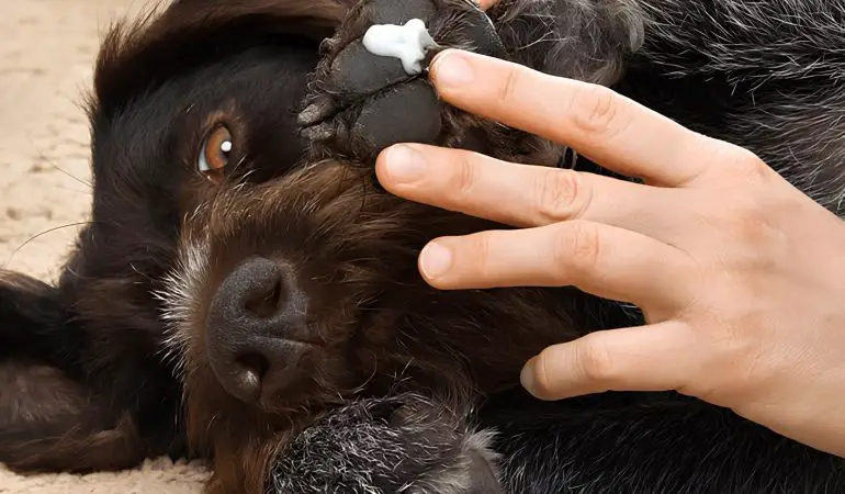 um cachorro com a pata machucada, sendo medicado com o uso de uma pomada cicatrizante no local.