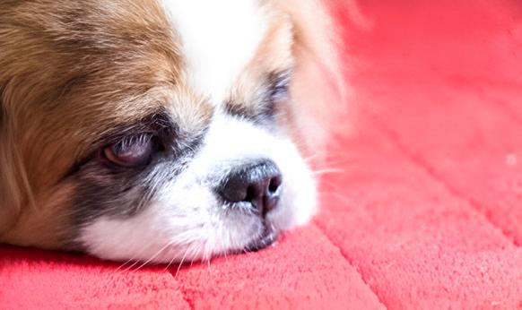 um cachorro com cataratas.