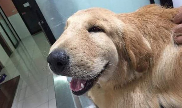 um cachorro inchado por causa de uma picada de abelha.