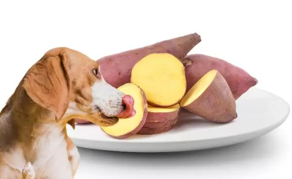 um cão e um cesto de batata doce