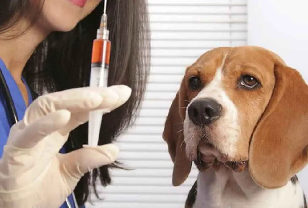 um cachorro em um veterinário se preparando para tomar um vacina