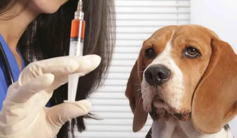um cão se preparando para tomar vacinas em um consultório veterinário.